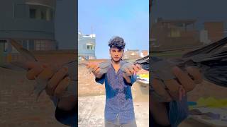 My new kabutar🕊️🥰#shortvideos #viralvideo #pigeon #bird #trending