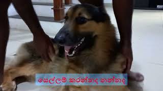 Bruno-Father, he is trouble to me,Bruno-මේ අප්පච්චිගෙන් නිවාඩු දවසෙත් කරදරෙමයි #shorts #pet #dog