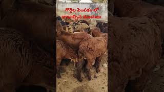 గొర్రెల పెంపకం లో బాగా ఉపయోగపడే మందులు#sheepfarming#veterinarymedicine #animaldoctor #plswatch