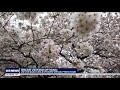 uw moves cherry blossom viewing online again due to pandemic