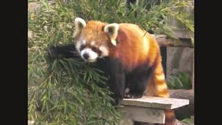 ❸【野毛山日和】イチゴちゃん(♀)⇒Red Panda \