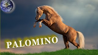 TOP Beautiful Palomino Horse in the World!