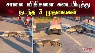 சாலை விதிகளை கடைபிடித்து சென்ற 3 முதலைகள் | Crocodile obeys pedestrian laws by using crosswalk