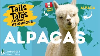 Alpacas! Let's Learn about our Animal Neighbors