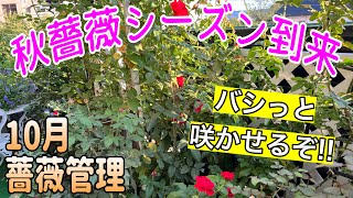 【10月薔薇管理】秋薔薇シーズン到来🌹バシっと咲かせましょう😊