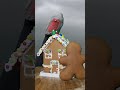 hungry hand eats gingerbread house