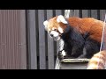 レッサーパンダ　ショウショウくん　リンゴをモグモグしています　【のんほいパーク】