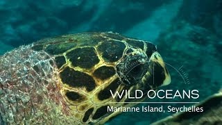 Hawksbill turtle leads the way through underwater labyrinth