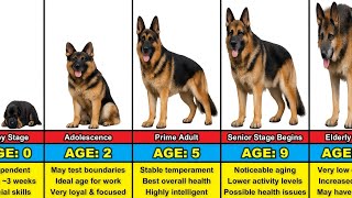 German Shepherd Transformation From 0 to 13 Years Old