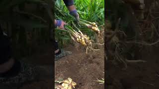 Agriculture and farming in China 中国的农业和种植业