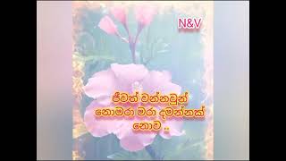 ආදරය එක් දිනකට පමණක් සීමා වූවක් නොවේ...෴