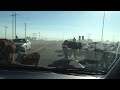 cattle drive traffic jam in colorado