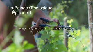 La 1ère balade œnologique en podcast à Chablis : à l’écoute d’un vignoble minéral et millénaire