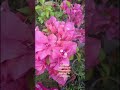 colourful blooming of stem cuttings in small pots.