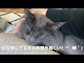 甘えん坊猫のモーニングルーティンが可愛すぎた、、、ギャップ萌えすぎる、、、【ノルウェージャンフォレストキャット×イケメン猫】