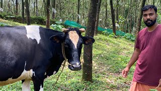 പശു പരിപാലനം !! Cow farming Malayalam 🐄🐄🐄