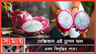 কেন ড্রাগন ফলের দাম এতো বেশী? | Mexican Dragon Fruit | Pitaya | Dragon Fuit Price | Somoy TV