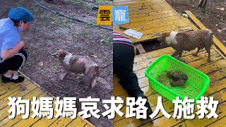 暴雨後剛出生的小狗被困路板下 狗媽媽哀求路人施救，大哥果斷拿刀拆路，救出5隻小可愛！