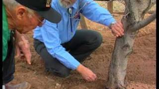 How To Identify Problems With The Peach Tree Borer