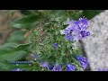 caryopteris x clandonensis heavenly blue