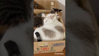 段ボール箱の中の白猫と三毛猫　White cat and calico cat in a cardboard box #Shorts