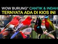 KIOS GUDANGNYA BURUNG