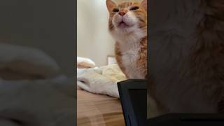 cat sniffling sound 😷😂#viral #youtube #shorts#funny #cat