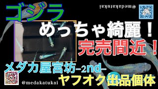 大人気品種！ゴジラがすごく綺麗です😍【メダカ屋宮坊-2nd-ヤフオク出品個体】ゴジラ、ネプチューン黄金type、高級ミックスめだか