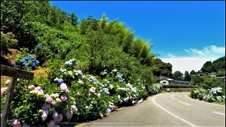 紫陽花がきれいな長野県道1号飯田富山佐久間線を走る