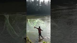 വലയിൽ നിറയെ മീൻ#fishingvideo #fishing #fishingvideo #waterbody #fish #waterfall #fishingfreakz