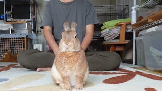 酷暑のせいで全ての感情を失ったウサギと飼い主がこちらです。　(No.1199)