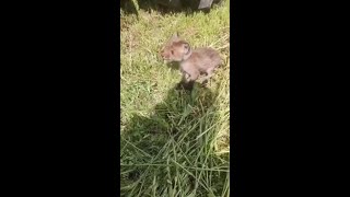 Cute fox cub found on farm in Western Australia