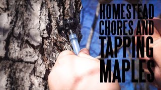 Tapping Our Maple Trees for Small Batch NH Syrup