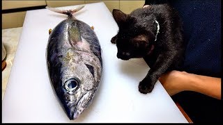 子猫達にマグロを捌いてプレゼントしたらこうなった。