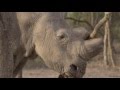 Visiting The Last Northern White Rhinos