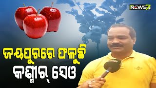 କୋରାପୁଟ ଭଳି ଗରମ ସ୍ଥାନରେ ସେଓ ଚାଷ କରି ସଫଳ ହୋଇପାରିଛନ୍ତି ଜଣେ ବ୍ୟକ୍ତି