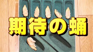 オウゴンオニクワガタ・人口蛹室での蛹管理、大切なポイント！！　多頭管理は厳重な注意が必要です。期待の蛹掘り出しました。オウゴンオニクワガタチャンネル！！