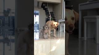 Cutest Puppies! Mother Dogs and Cute Puppies Videos Compilation, Cute moment of Puppy 21