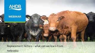 Replacement heifer development - lessons from Nebraska