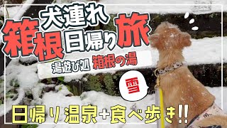 【犬連れ箱根旅】日帰り温泉に食べ歩きで大満足｜雪の中のまめ君【ノーフォークテリア】