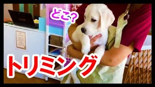 初めてのトリミング 子犬 ベル ラブラドールレトリバー