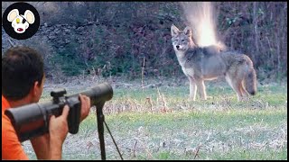 100 Coyote Insane Hunting Headshots #hunting #coyote #wildboar #huntingvideo #headshot