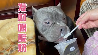 恶霸犬，发财总能骗到吃的。