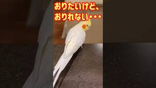 飛べばいいのに高い所が苦手なオカメインコ　#shorts