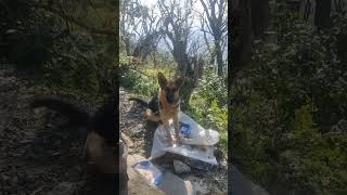 German shephard #viral #youtubeshorts #chowari #shorts #germanshepherd