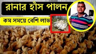 সুস্বাদু মাংসের রানার হাঁসের বাচ্চা সংগ্রহ ও পালন পদ্ধতি দেখুন রাব্বী হ্যাচারীতে | Runner Duck Farm