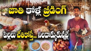 జాతి కోళ్ల పెంపకం - కోళ్లతో కూడా వ్యాయామం  | Country Chicken breeding | Somashekhar