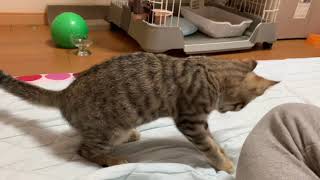 【保護子猫】まだまだ甘えたい子猫は膝の上に乗って来ます。