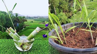 Two Best Methods To Propagate Sugarcane Plants From Cuttings | Easiest Sugarcane Planting Methods.