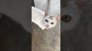 猫猫：我饿了#cat